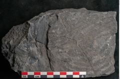 Foto (Detailansicht) von Senftenbergia crenata Lindl. et H. (NHMW-GEO-2024-0188-10937)